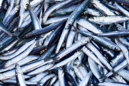 836-0-edible-fish-from-the-mediterranean-sea-contaminated-with-plasticizers