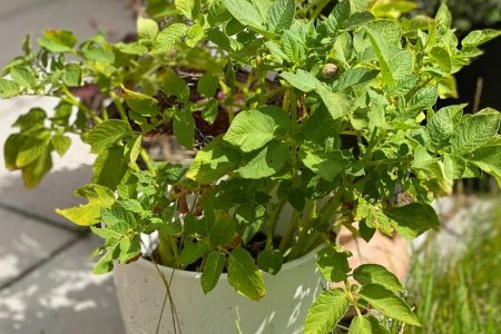 bush-of-potatoes-in-a-white-pot