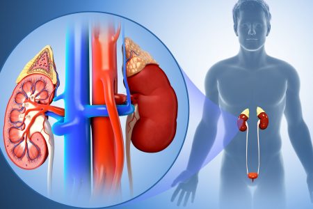 male-kidney-anatomy--illustration-758313113-5a6bcd7bae9ab8003726d9d1
