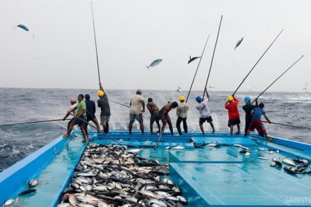 Fishermen use pole and line fishing method to catch skipjack tuna. Pole and line fishing is a selective and therefore more sustainable way to catch tuna as only fish of a certain size are caught, leaving juveniles to grow to spawning age and replenish the stock in the future. Small bait fish are thrown over the side of the boat to lure the tuna to the water surface. The fishermen use the acceleration of the fish as they race to get their prey, hook them and fling them onto the ship's flat deck.